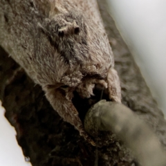 Destolmia lineata at Ainslie, ACT - 3 Nov 2023 05:12 PM