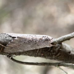 Destolmia lineata at Ainslie, ACT - 3 Nov 2023 05:12 PM