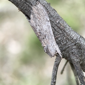 Destolmia lineata at Ainslie, ACT - 3 Nov 2023 05:12 PM