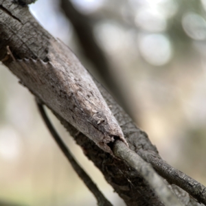 Destolmia lineata at Ainslie, ACT - 3 Nov 2023 05:12 PM