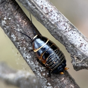 Ellipsidion australe at Ainslie, ACT - 3 Nov 2023 05:14 PM