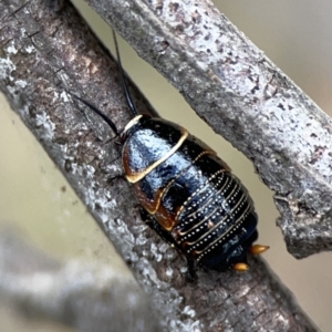 Ellipsidion australe at Ainslie, ACT - 3 Nov 2023