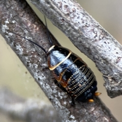 Ellipsidion australe at Ainslie, ACT - 3 Nov 2023