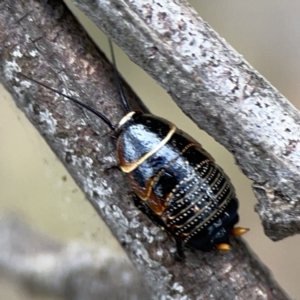 Ellipsidion australe at Ainslie, ACT - 3 Nov 2023 05:14 PM