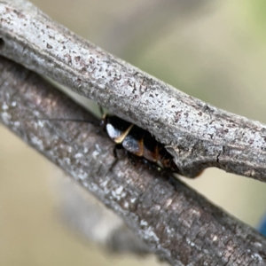 Ellipsidion australe at Ainslie, ACT - 3 Nov 2023 05:14 PM