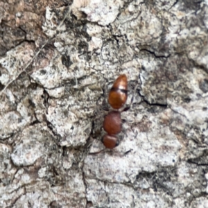 Mutillidae (family) at Mount Ainslie - 3 Nov 2023