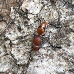 Mutillidae (family) at Mount Ainslie - 3 Nov 2023