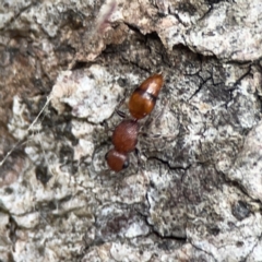 Mutillidae (family) at Mount Ainslie - 3 Nov 2023 05:17 PM