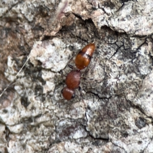 Mutillidae (family) at Mount Ainslie - 3 Nov 2023