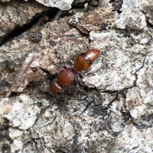 Mutillidae (family) at Mount Ainslie - 3 Nov 2023