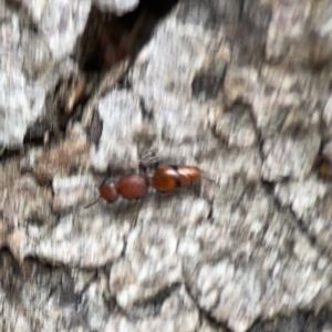 Mutillidae (family) at Mount Ainslie - 3 Nov 2023