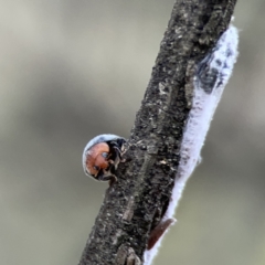 Cryptolaemus montrouzieri (Mealybug ladybird) at Mount Ainslie - 3 Nov 2023 by Hejor1