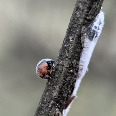 Cryptolaemus montrouzieri (Mealybug ladybird) at Mount Ainslie - 3 Nov 2023 by Hejor1