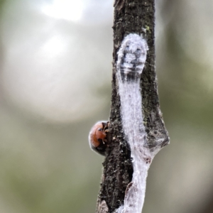 Cryptolaemus montrouzieri at Ainslie, ACT - 3 Nov 2023