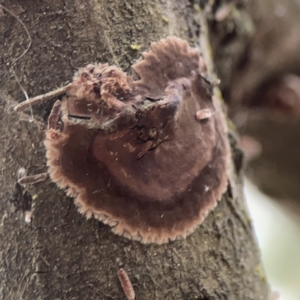 Septobasidium sp. at Ainslie, ACT - 3 Nov 2023