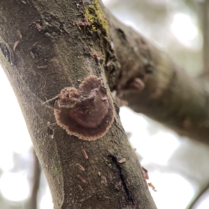 Septobasidium sp. at Ainslie, ACT - 3 Nov 2023