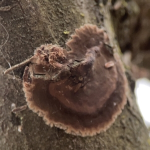 Septobasidium sp. at Ainslie, ACT - 3 Nov 2023