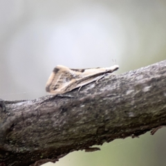 Thema macroscia (A concealer moth) at Ainslie, ACT - 3 Nov 2023 by Hejor1