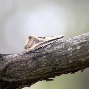 Thema macroscia at Ainslie, ACT - 3 Nov 2023