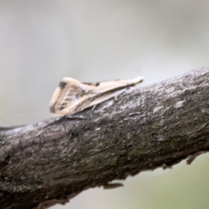 Thema macroscia at Ainslie, ACT - 3 Nov 2023