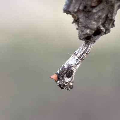 Hypertrophidae sp. (family) (Unidentified Twig Moth) at Mount Ainslie - 3 Nov 2023 by Hejor1