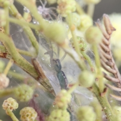 Araneus talipedatus (Slender green orb-weaver) at Ainslie, ACT - 3 Nov 2023 by Hejor1