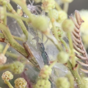 Araneus talipedatus at Ainslie, ACT - 3 Nov 2023