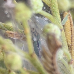 Araneus talipedatus at Ainslie, ACT - 3 Nov 2023