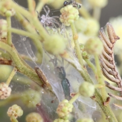 Araneus talipedatus at Ainslie, ACT - 3 Nov 2023