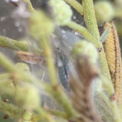 Araneus talipedatus at Ainslie, ACT - 3 Nov 2023