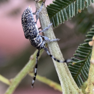 Ancita sp. (genus) (Longicorn or longhorn beetle) at Mount Ainslie - 3 Nov 2023 by Hejor1