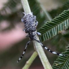 Ancita sp. (genus) at Ainslie, ACT - 3 Nov 2023