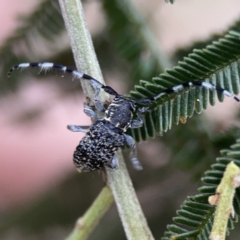 Ancita sp. (genus) at Ainslie, ACT - 3 Nov 2023