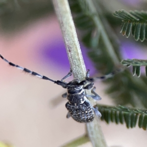 Ancita sp. (genus) at Ainslie, ACT - 3 Nov 2023