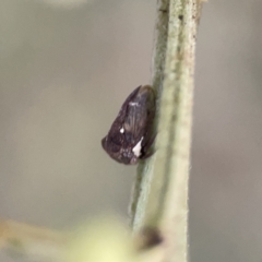 Acanthuchus trispinifer (Three-horned treehopper) at Mount Ainslie - 3 Nov 2023 by Hejor1