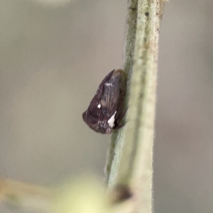 Acanthuchus trispinifer at Ainslie, ACT - 3 Nov 2023