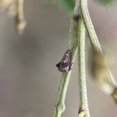 Acanthuchus trispinifer at Ainslie, ACT - 3 Nov 2023