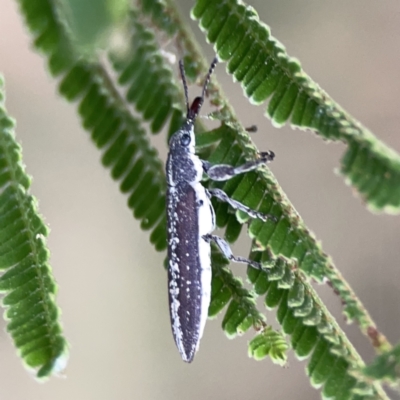 Rhinotia sp. in brunnea-group (A belid weevil) at Mount Ainslie - 3 Nov 2023 by Hejor1