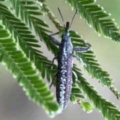 Rhinotia sp. in brunnea-group at Mount Ainslie - 3 Nov 2023