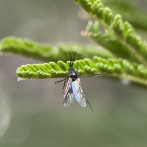 Cecidomyiidae (family) at Mount Ainslie - 3 Nov 2023 05:48 PM