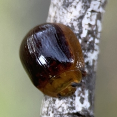 Dicranosterna immaculata (Acacia leaf beetle) at Mount Ainslie - 3 Nov 2023 by Hejor1