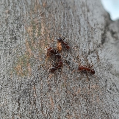 Papyrius sp. (genus) (A Coconut Ant) at Symonston, ACT - 3 Nov 2023 by Mike