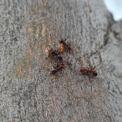Papyrius sp. (genus) (A Coconut Ant) at Symonston, ACT - 3 Nov 2023 by Mike