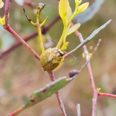 Paropsisterna cloelia (Eucalyptus variegated beetle) at Symonston, ACT - 3 Nov 2023 by Mike