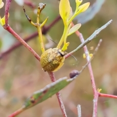 Paropsisterna cloelia (Eucalyptus variegated beetle) at Mount Mugga Mugga - 3 Nov 2023 by Mike