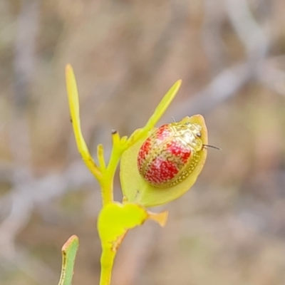 Paropsisterna fastidiosa (Eucalyptus leaf beetle) at Symonston, ACT - 3 Nov 2023 by Mike