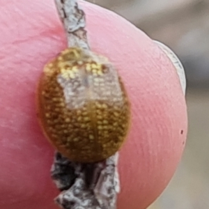 Paropsisterna cloelia at Symonston, ACT - 3 Nov 2023