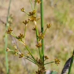 Juncus vaginatus (Clustered Rush) at Mount Mugga Mugga - 3 Nov 2023 by Mike