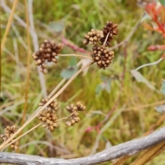 Juncus vaginatus at Mount Mugga Mugga - 3 Nov 2023 04:06 PM