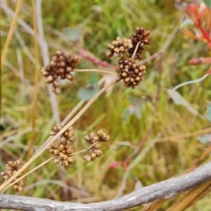 Juncus vaginatus at Mount Mugga Mugga - 3 Nov 2023